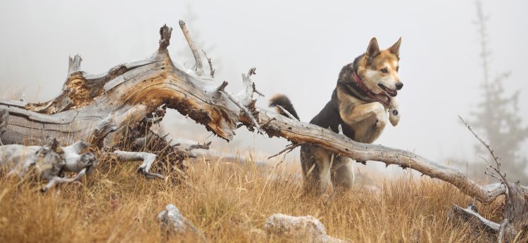 Havok’s Wolfpack: Leap of Faith